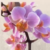 Kép 1/2 - Phalaenopsis rózsaszín-barack színű