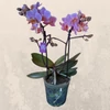 Kép 2/2 - Phalaenopsis rózsaszín-barack színű