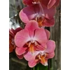 Kép 1/2 - sarga_foltos_phalaenopsis_