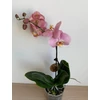 Kép 2/2 - rozsaszin_sarga_phalaenopsis_