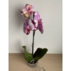 Kép 2/3 - rozsaszin_tarka_phalaenopsis_orchidea_