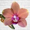 Kép 1/2 - Phalaenopsis Sogo Allen