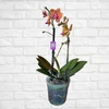 Kép 2/2 - Phalaenopsis Sogo Allen