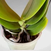 Kép 4/4 - phalaenopsis sogo relax