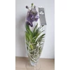 Kép 2/6 - Vanda orchidea üveg kaspóban