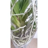 Kép 3/6 - Vanda orchidea üveg kaspóban