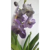 Kép 1/6 - Vanda orchidea üveg kaspóban