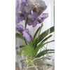 Kép 4/6 - Vanda orchidea üveg kaspóban
