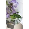 Kép 5/6 - Vanda orchidea üveg kaspóban