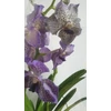 Kép 6/6 - Vanda orchidea üveg kaspóban