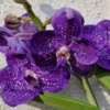 Kép 1/2 - Vanda orchidea