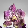 Kép 2/5 - Vanda orchidea üveg kaspóban