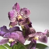 Kép 3/5 - Vanda orchidea üveg kaspóban
