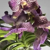 Kép 5/5 - Vanda orchidea üveg kaspóban