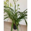 Kép 4/6 - Cymbidium orchidea zöld