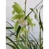 Kép 1/6 - Cymbidium orchidea zöld
