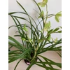 Kép 6/6 - Cymbidium orchidea zöld
