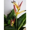 Kép 1/5 - Heliconia Hawaii - Rákollóvirág