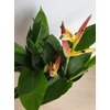 Kép 2/5 - heliconia_hawaii