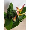 Kép 2/5 - heliconia_hawaii