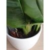 Kép 3/5 - heliconia_hawaii