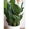 Kép 4/5 - heliconia_hawaii
