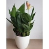 Kép 5/5 - heliconia_hawaii