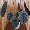 Kép 2/3 - ALOCASIA_CUPREA_RED_SECRET_