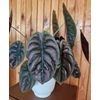 Kép 1/3 - ALOCASIA_CUPREA_RED_SECRET_