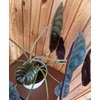 Kép 3/3 - ALOCASIA_CUPREA_RED_SECRET_