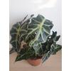 Kép 4/4 - Alocasia Polly - ördöglevél