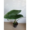 Kép 4/4 - Alocasia Zebrina