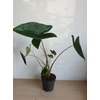 Kép 1/4 - Alocasia Zebrina