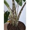 Kép 2/4 - Alocasia Zebrina