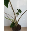 Kép 3/4 - Alocasia Zebrina