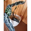 Kép 2/3 - Alocasia_Bambino_Arrow_