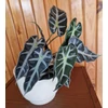 Kép 3/3 - Alocasia_Bambino_Arrow_