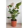 Kép 1/3 - Anthurium princess amalia - Flamingóvirág