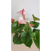 Kép 2/3 - Anthurium_princess_amalia_1