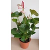 Kép 3/3 - Anthurium_princess_amalia_1