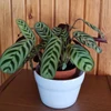 Kép 1/3 - Ctenanthe_burle_marxii