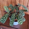 Kép 2/3 - Ctenanthe_burle_marxii