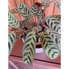 Kép 3/3 - Ctenanthe_burle_marxii