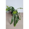Kép 3/4 - Epiphyllum_anguliger_