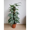 Kép 1/4 - Epipremnum_Pinnatum_Cebu_Blue_