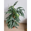 Kép 2/4 - Epipremnum_Pinnatum_Cebu_Blue_