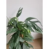 Kép 3/4 - Epipremnum_Pinnatum_Cebu_Blue_