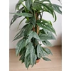 Kép 4/4 - Epipremnum_Pinnatum_Cebu_Blue_