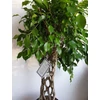 Kép 2/7 - Ficus Benjamina , fonott törzsű