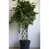 Kép 3/7 - Ficus Benjamina , fonott törzsű